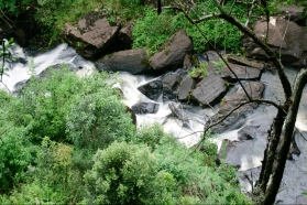 Pesquisa e Prote��o Florestal